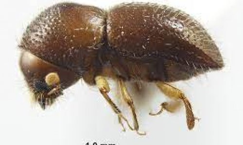 Tiny invasive beetle threatens millions of trees in South Africa