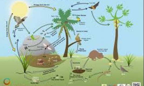 What is a biodiversity biobank and what’s stored in it?