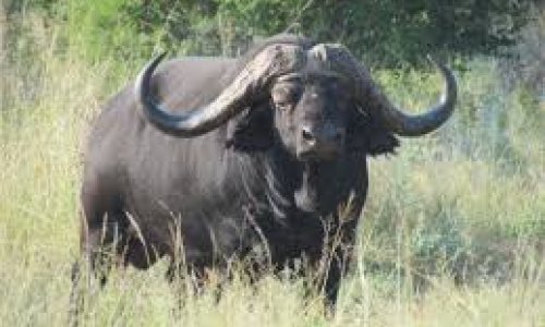 When wildlife has value, it lives – when it does not, it dies