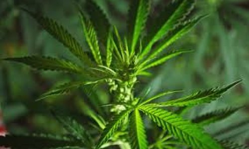 New rules for cannabis in South Africa