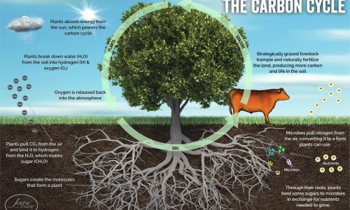 THE GREAT LIVESTOCK METHANE MISCONCEPTION