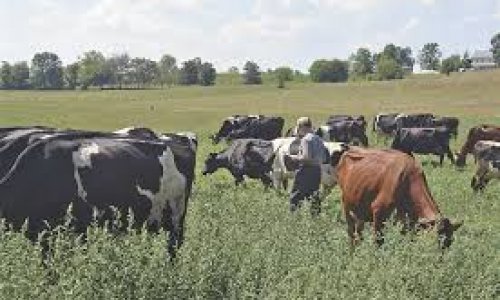 Autonomous drones make farmers’ lives easier