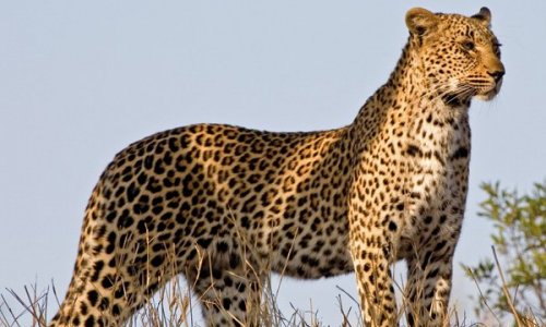 EXTRAORDINARY CHEETAHS OF THE KALAHARI