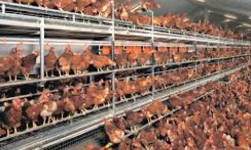 Swapping probiotics for antibiotics: How it could be a game changer for chickens, and us