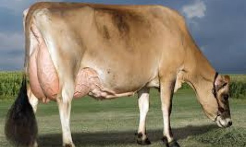 5 dairy nutritionist approaches to reduce methane