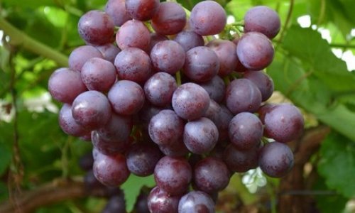 Notes from meetings with the Table Grape and Deciduous Fruit producers of South Africa