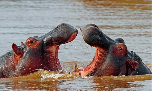 Hippos recognize the voices of their friends—and potential enemies