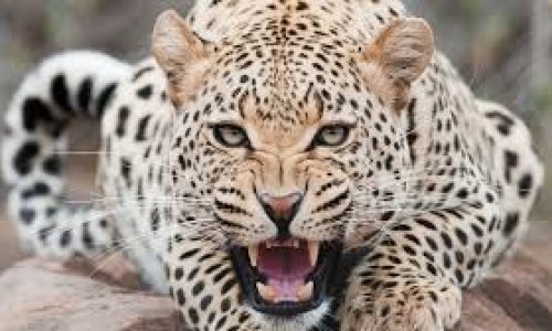 How the world’s top trophy hunters are killing off leopards