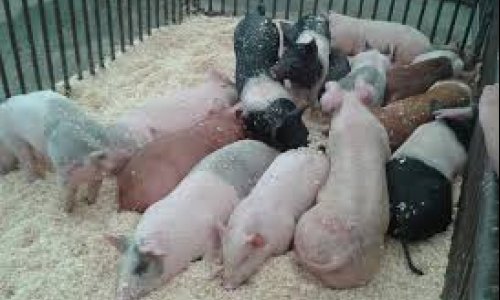 World Pork Map 2026: Competition intensifies in a more fragmented pork market