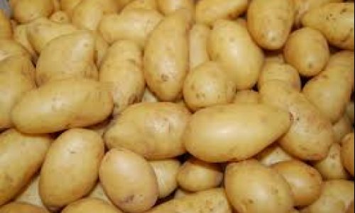 Global potato outlook: Second half of 2026 likely to test supply discipline, climate resilience, and processing demand