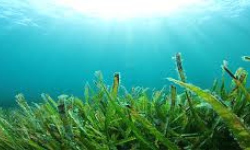 Marine life in a South African bay is full of chemical pollutants
