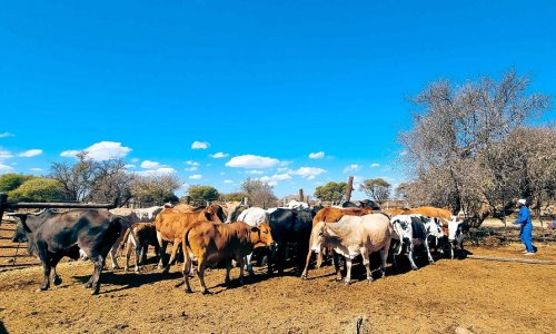 No water, no crops: irrigation schemes could be a powerful way for South Africa’s smallholder farmers to adapt to climate change