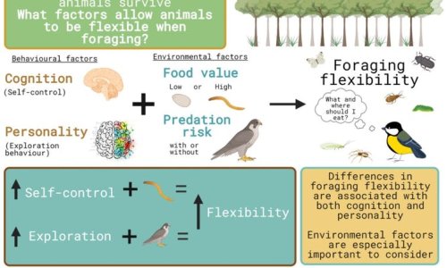 Birds’ feeding habits are affected by their personality and self-control