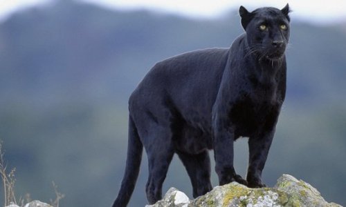 The 2026 Outlook for Wildlife and Biodiversity: A Critical Year with Growing Hope