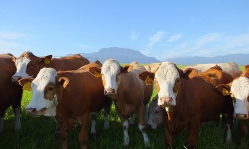 Three ways livestock farming is becoming more sustainable