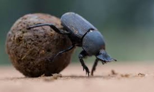 Dung beetle experiment suggests carbon dioxide is bad for insects too