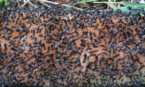 Earthworms are our friends – but they will make the climate crisis worse if we’re not careful