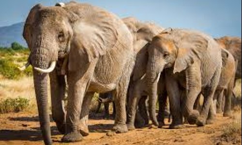 African forest elephants: new data reveal a clearer, urgent picture