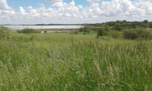Rising CO₂ is making African savanna grasses grow more – what this means for grazing, fire and carbon storage
