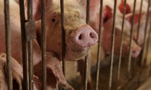 Factory Farming: History, Effects and Sustainable Solutions