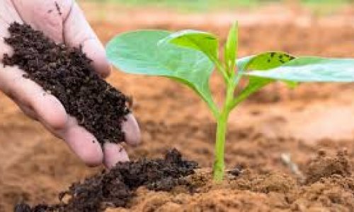 Tropical soils highly sensitive to global warming, warn researchers