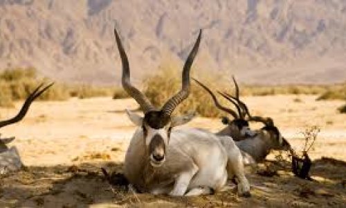 Land reform in South Africa: how new landholders could prosper from wildlife and not just farming